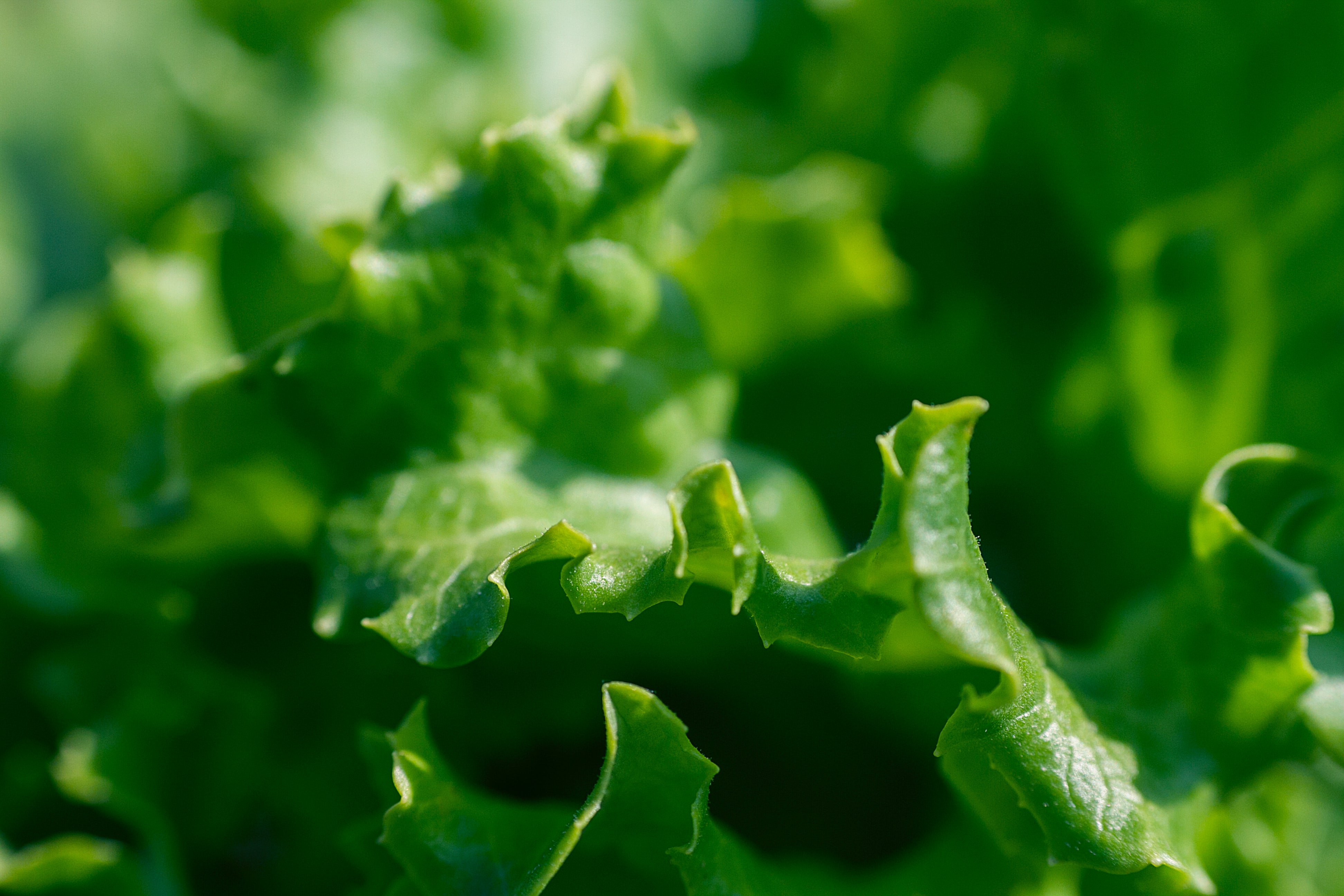 Leafy greens Photo by petra cigale on Unsplash