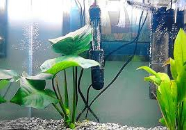 The Community Tank: A Betta Fish Story - Feeding the Famished