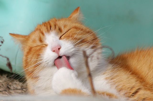 chat roux qui se leche