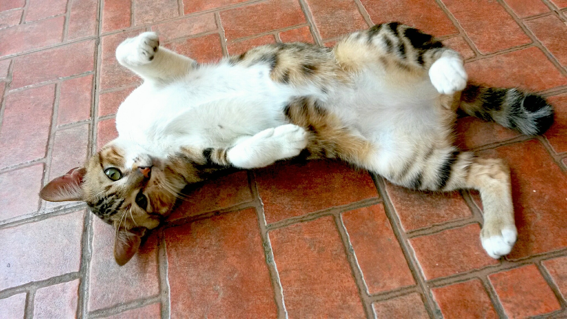 chat sur le dos sur de la brique