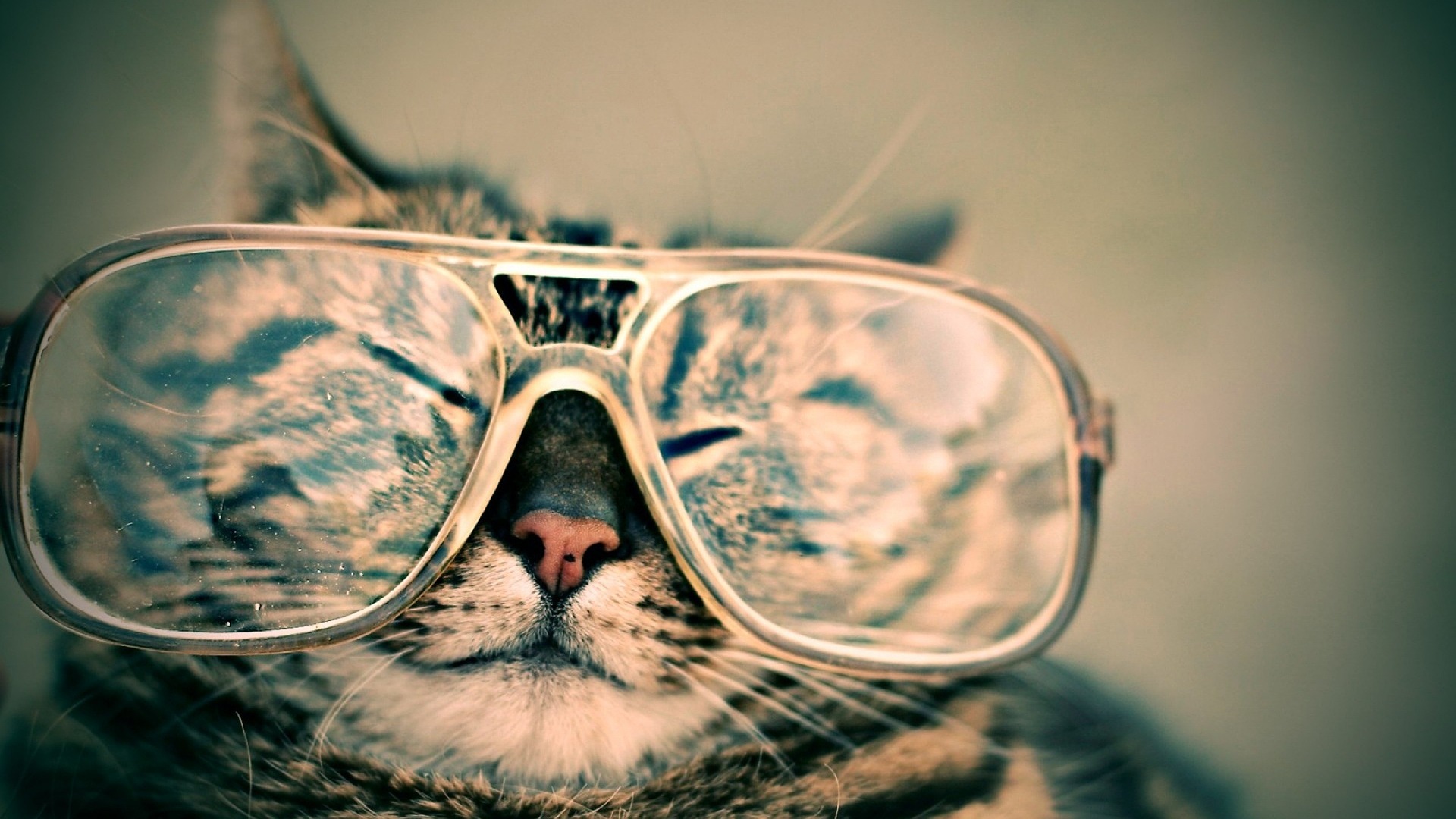 chat avec des lunettes