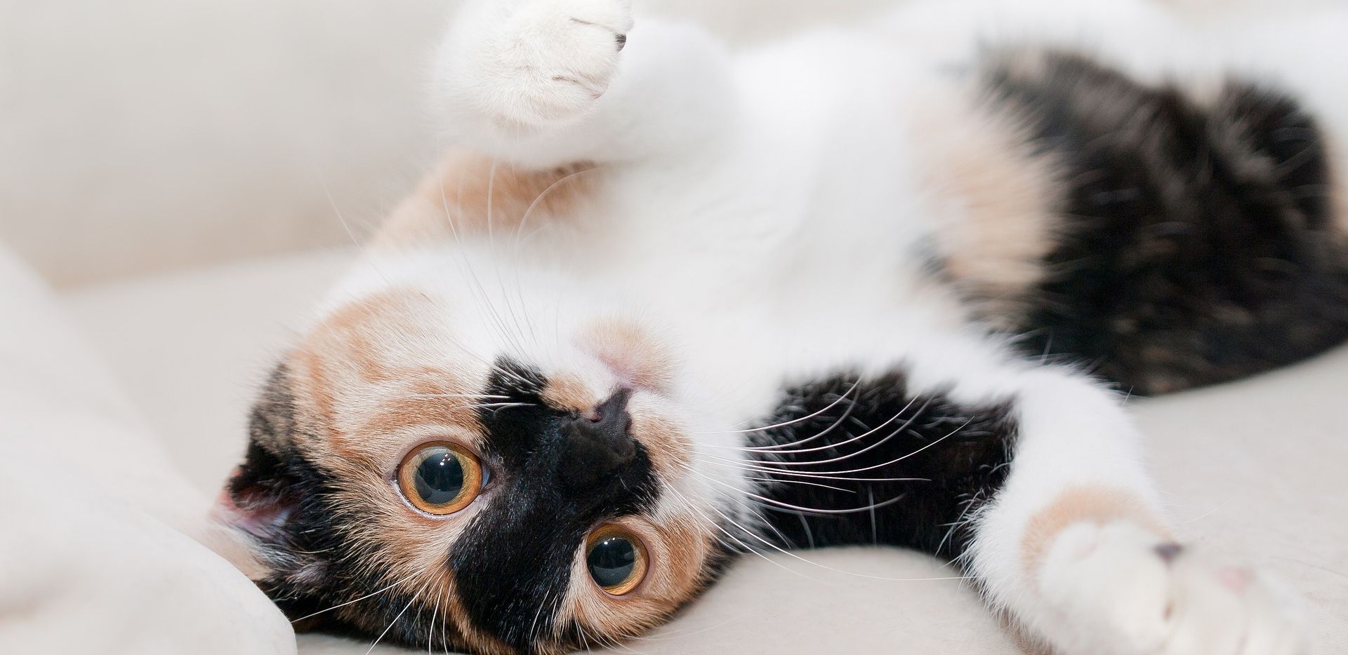 chat sur le dos