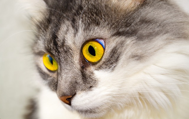 chat aux yeux jaune