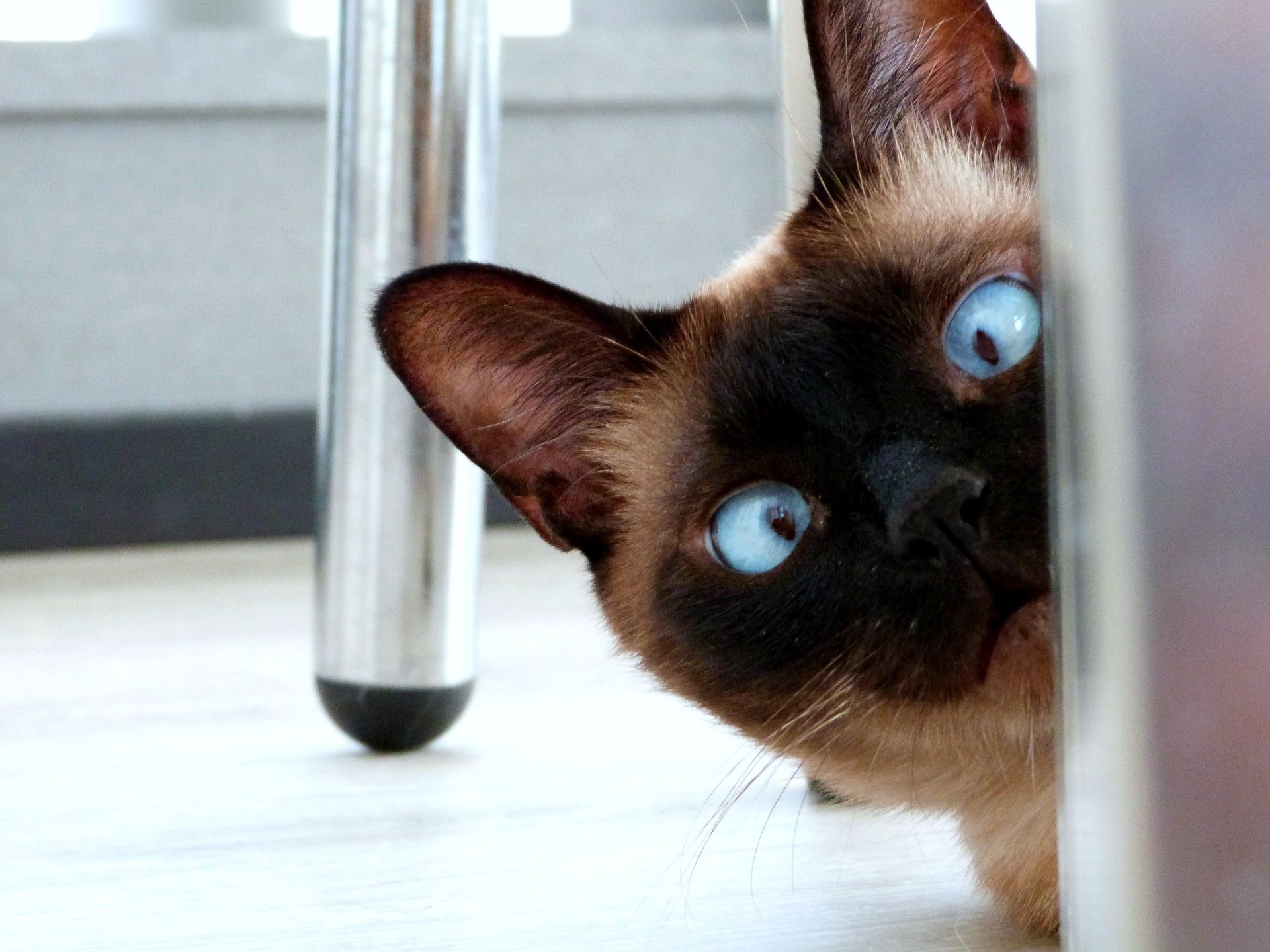 chat aux yeux bleu