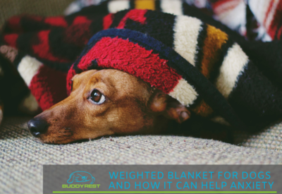 How to choose the right size dog bed