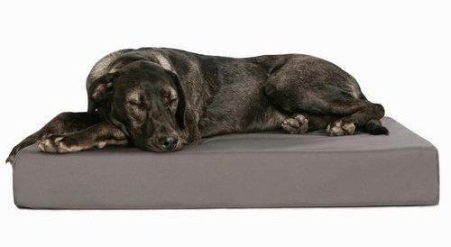 how to get a dog to use a new bed