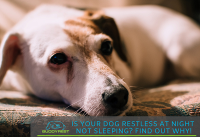 Is your dog restless at night not sleeping? find out why!