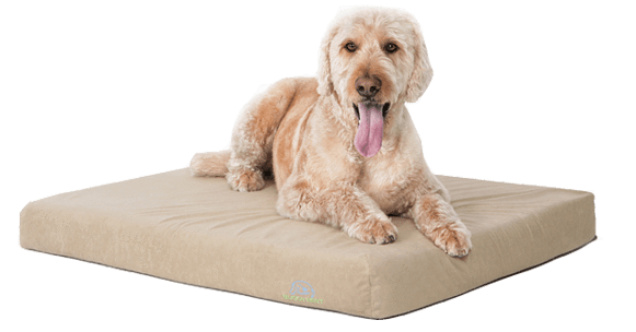 how to get a dog to use a new bed