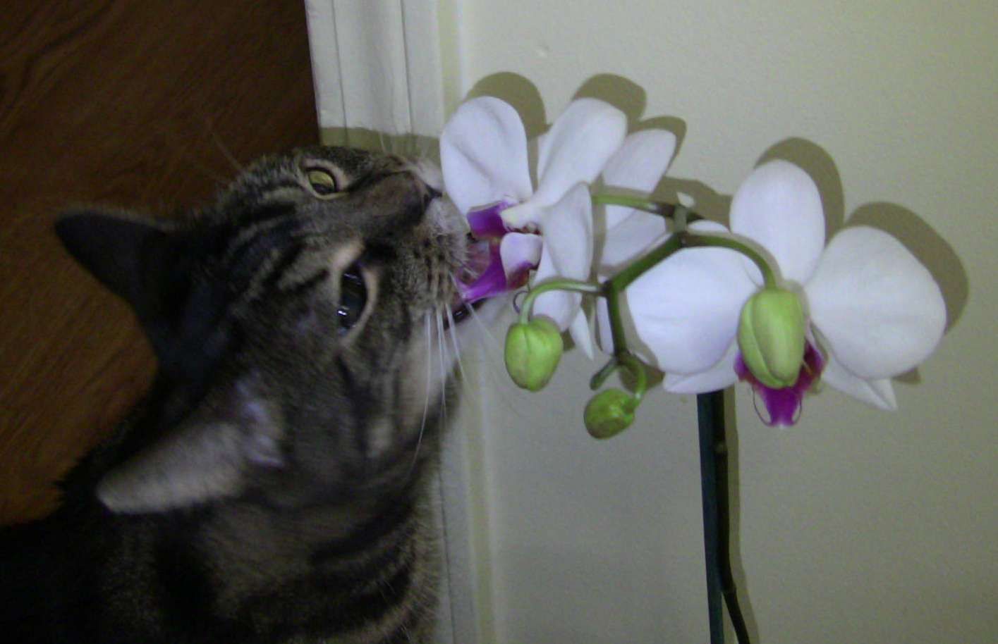 are orchids poisonous to cats and dogs