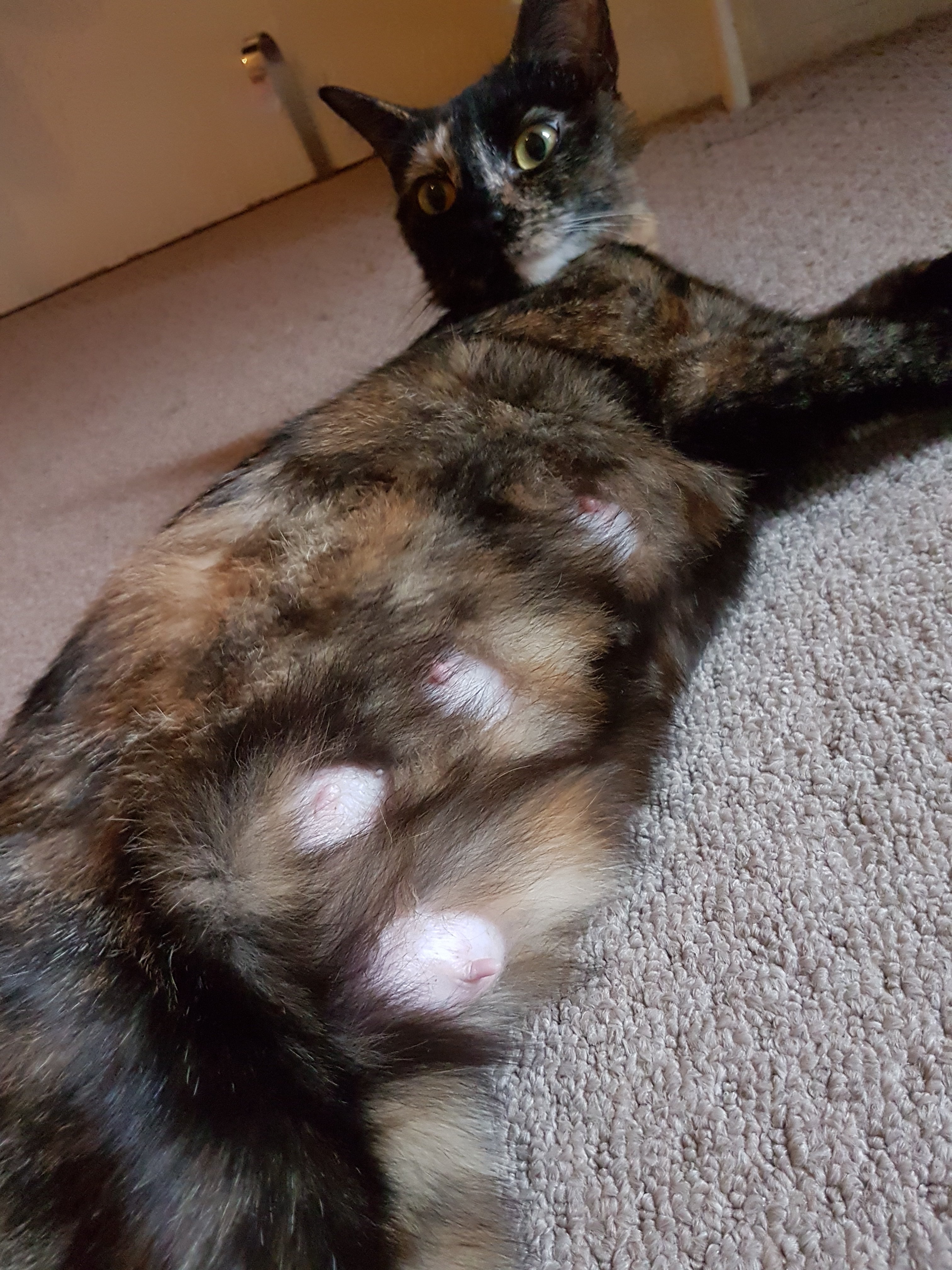 Cat Nipples