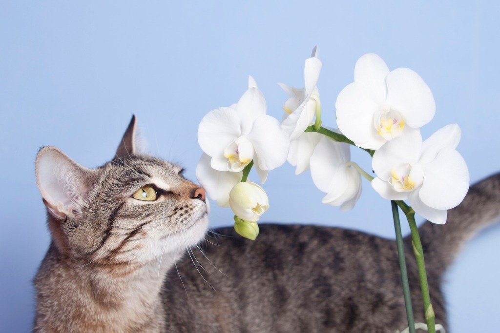 Are Orchids Poisonous To Cats? Expert 