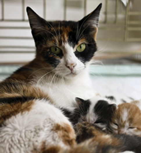 Cat first pregnancy hot sale how many kittens