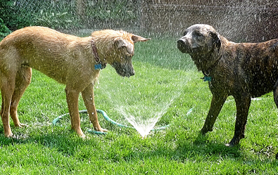 Cooling Off Dogs with Sprinklers and Hoses