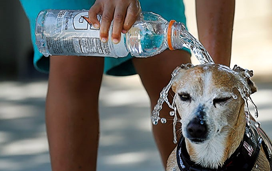 Using Water Bottles for Cooling off Dogs While on Walks or Hikes