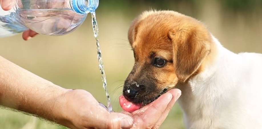 Dog being water fed from a Water Bottle 