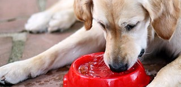 Keep Pets Hydrated have plenty of water available to them