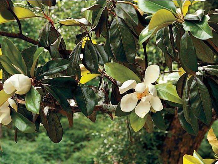 southern magnolia in bloom