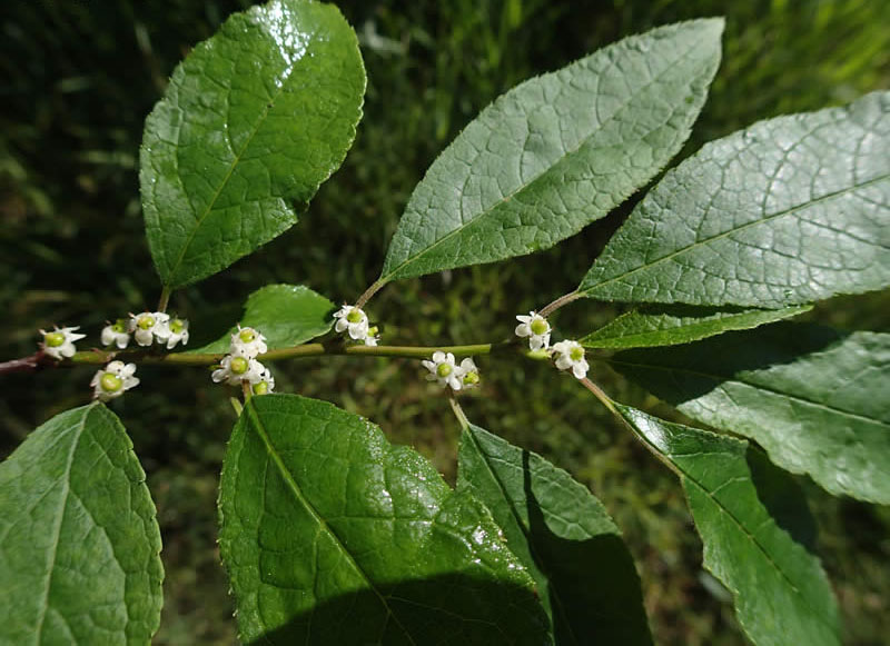 Ilex - Winterberry Holly - Per Stem