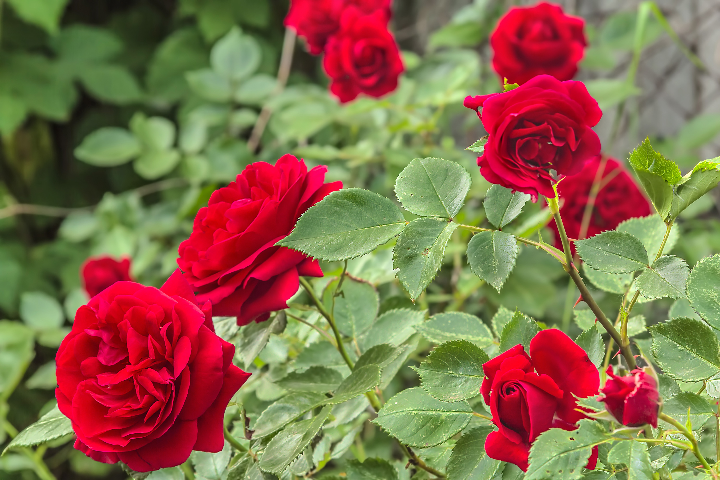 Red Roses