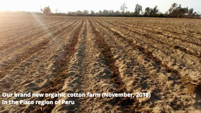 organic cotton farm