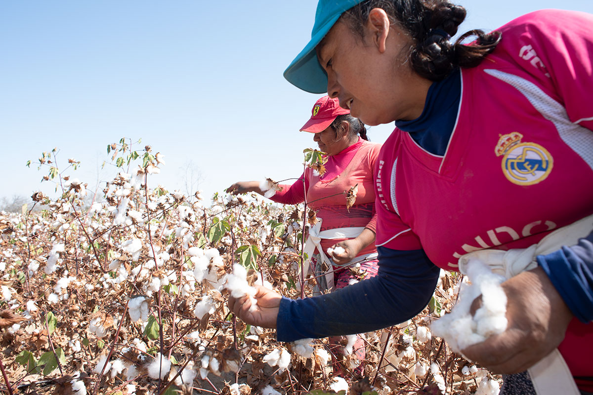 From the cotton farm in Chiclayo, Peru