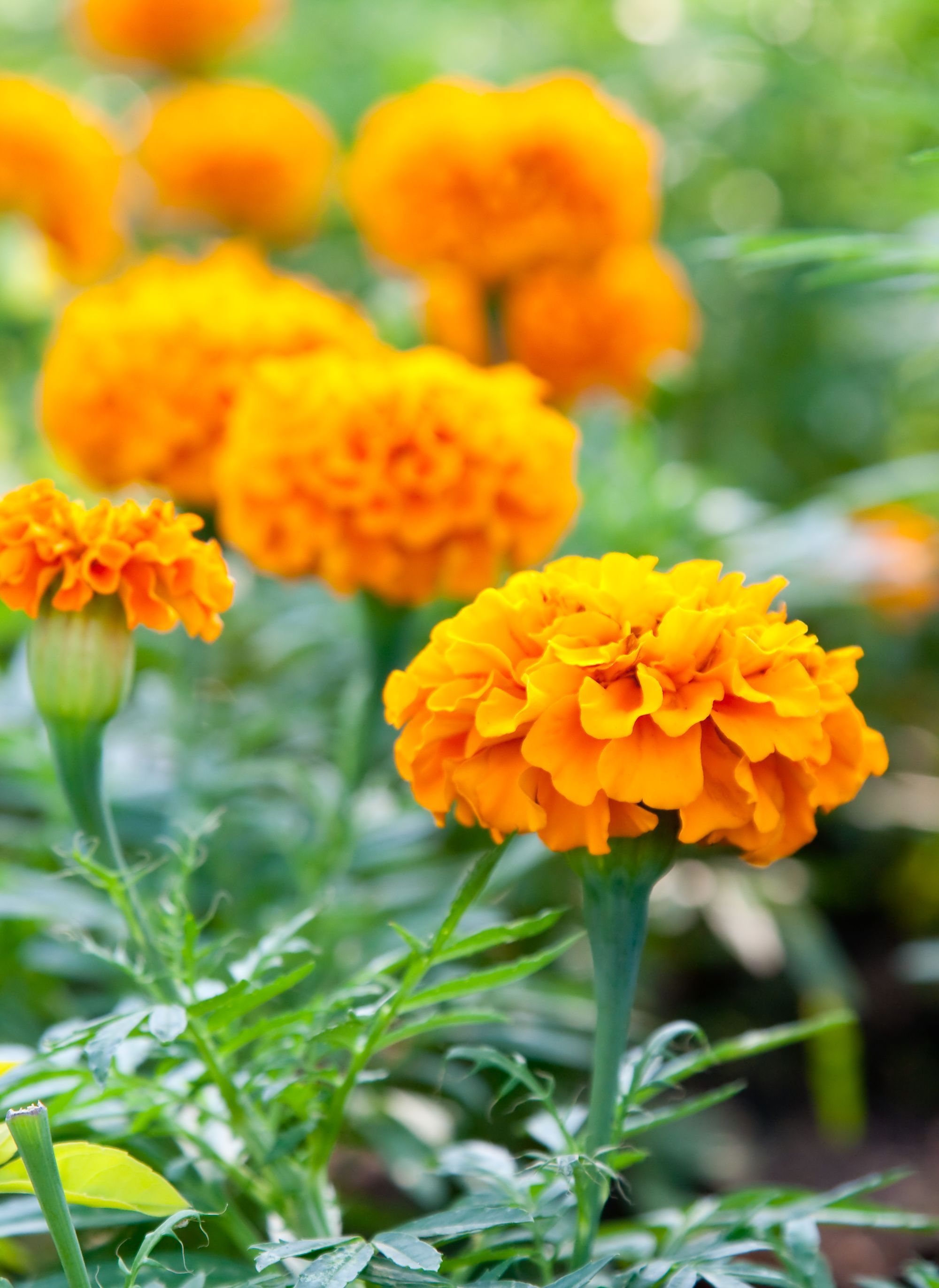 Cat friendly marigold flowers.