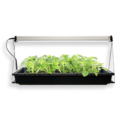 Ferry Morse Grow Light Assembled with Seedlings Underneath | DOES NOT COME WITH SEEDS OR SEEDLINGS