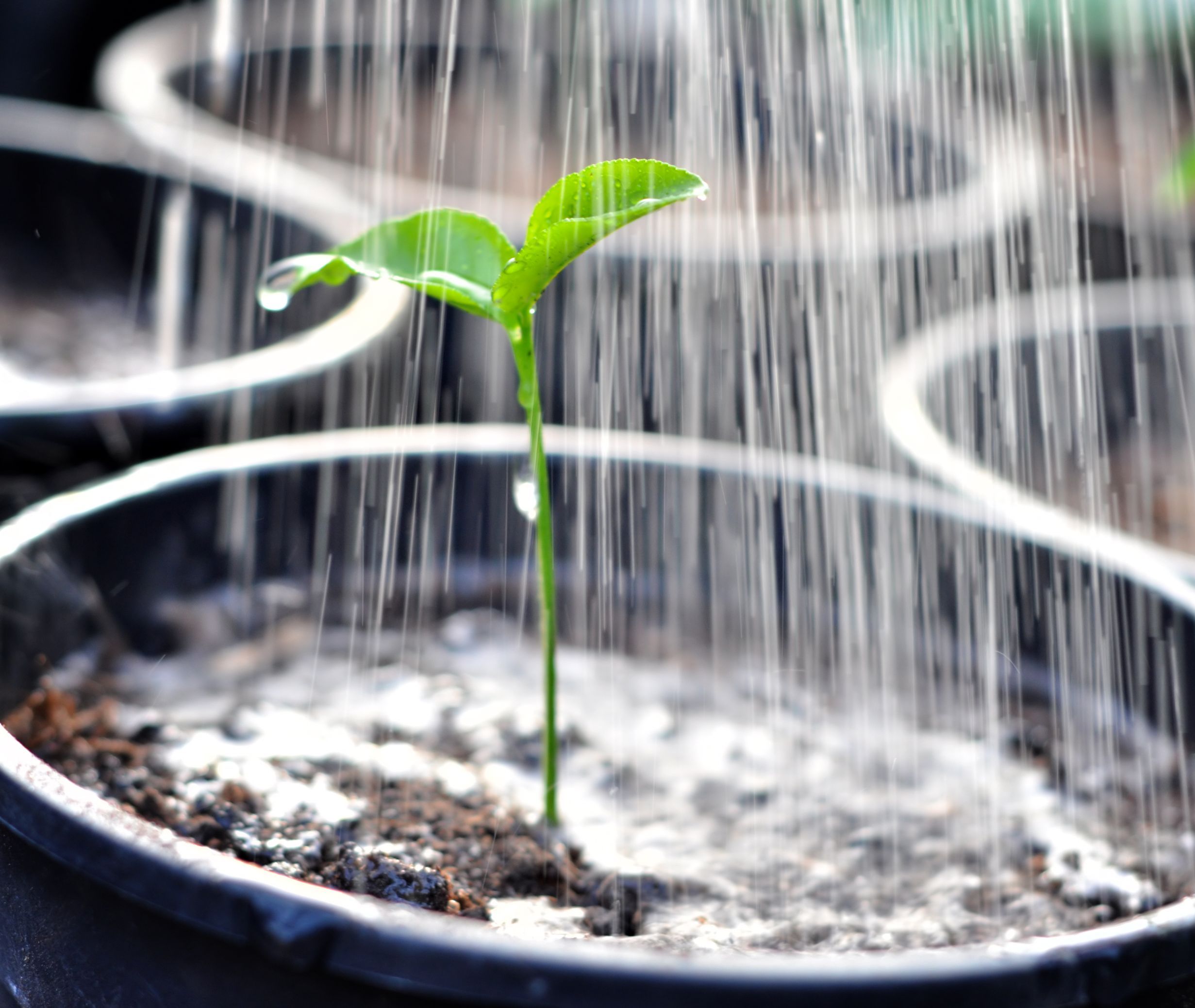 Watering and Nutrients For Pepper Plants