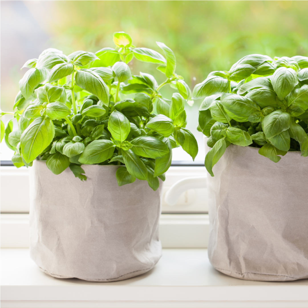 Windowsill Basil Plant