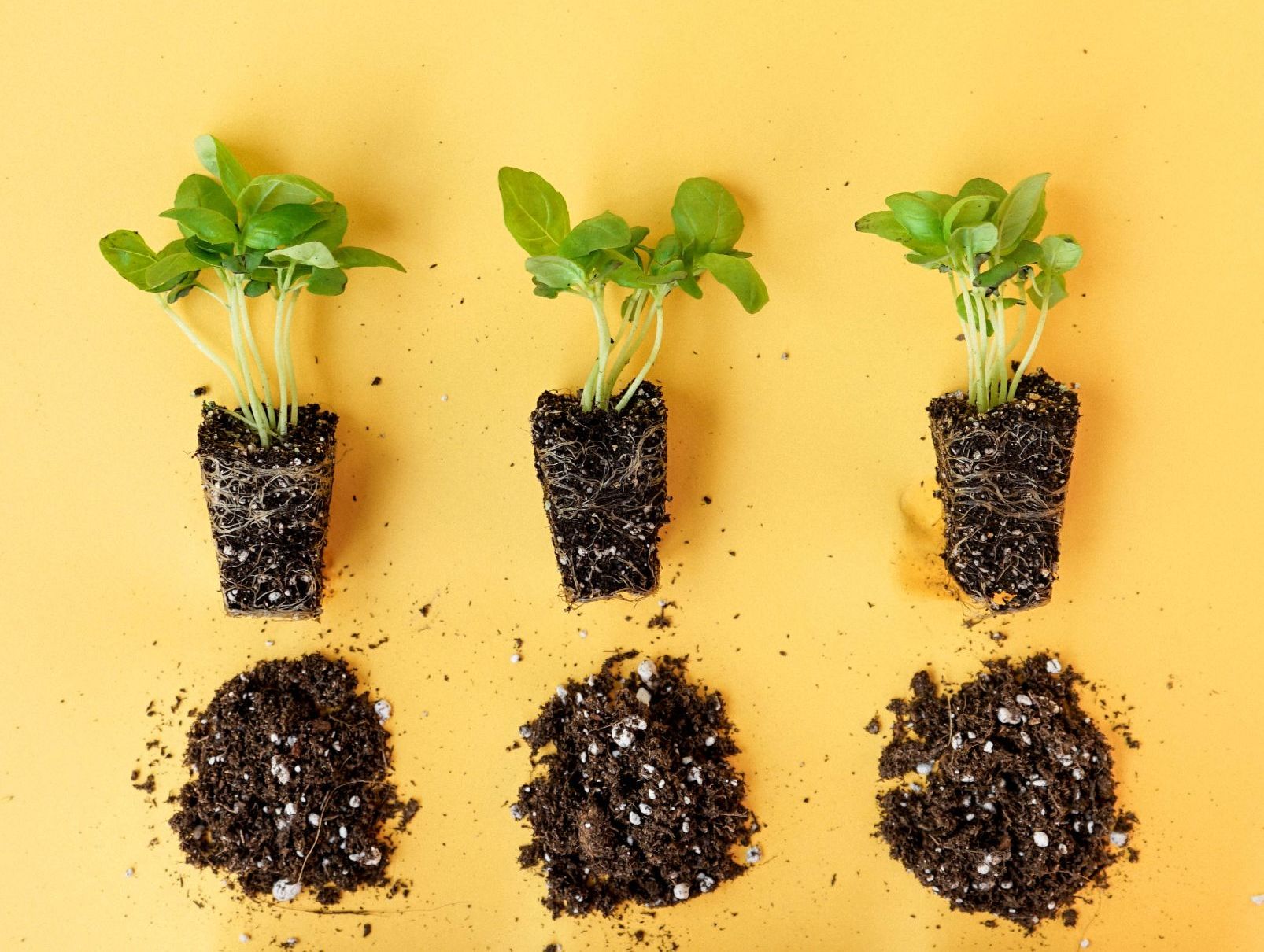 Chili Pepper Plantlings