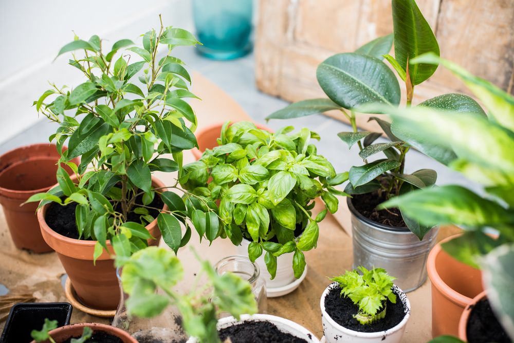 Indoor container gardening from seed