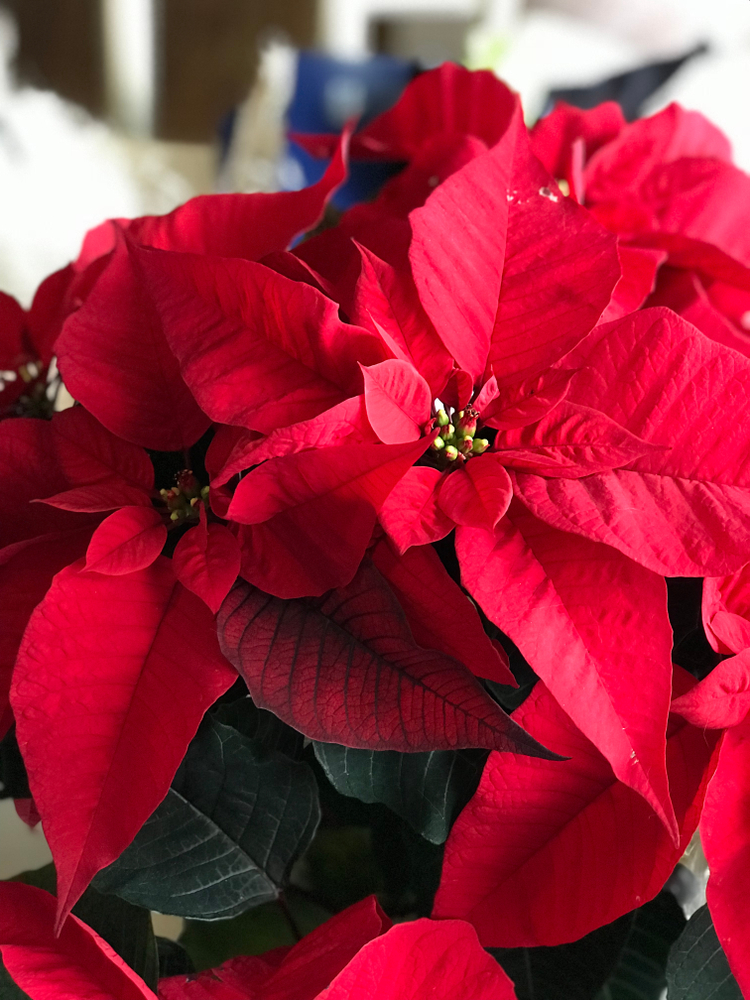 Poinsettia flower