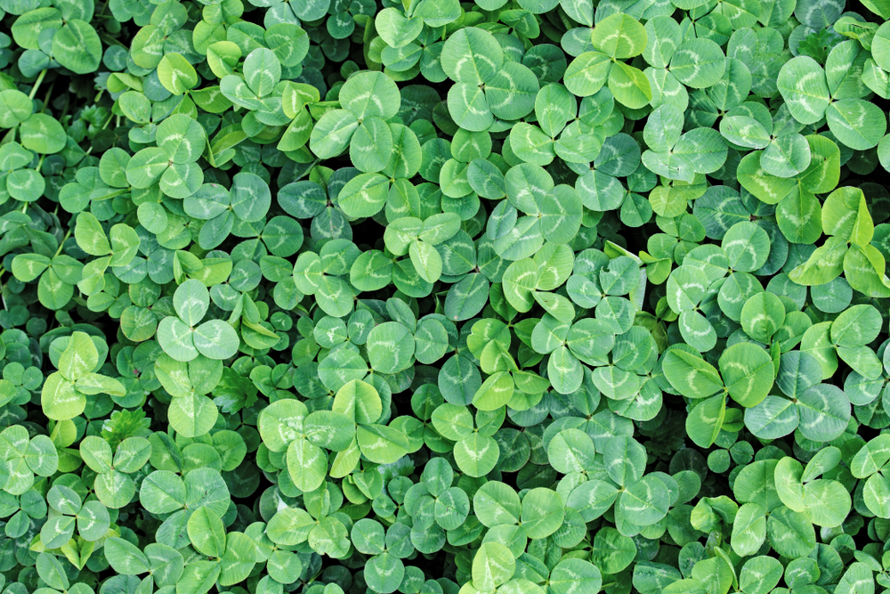 Clover cover crops for fall garden