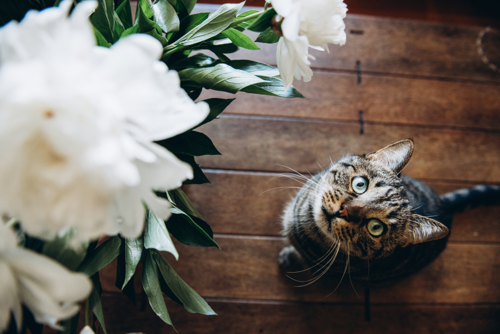 Tabby cat sitting on a wooden floor looking up at a bouquet of white flowers.