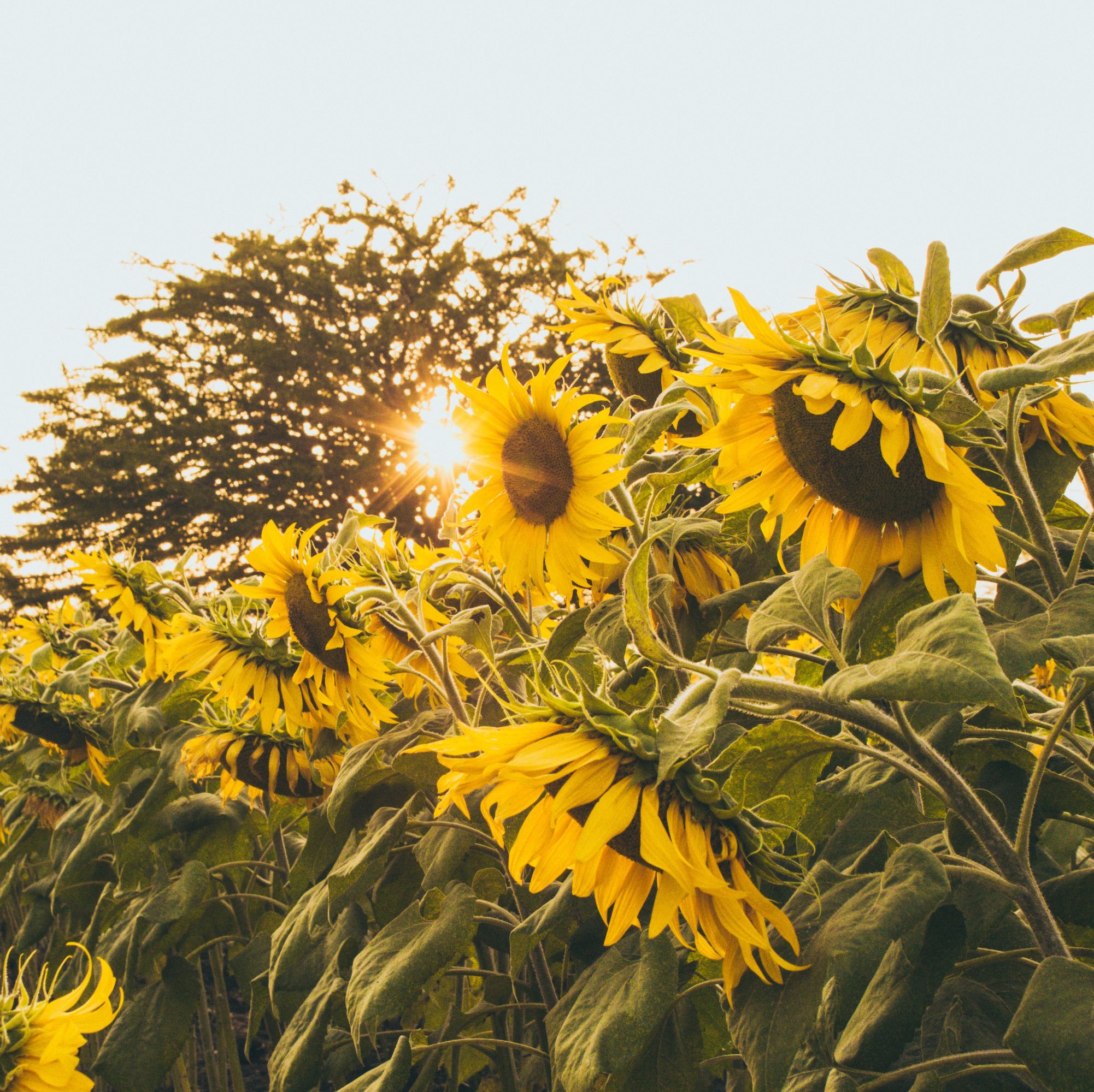 Growing Sunflowers in Pots - Planting & Care Advice