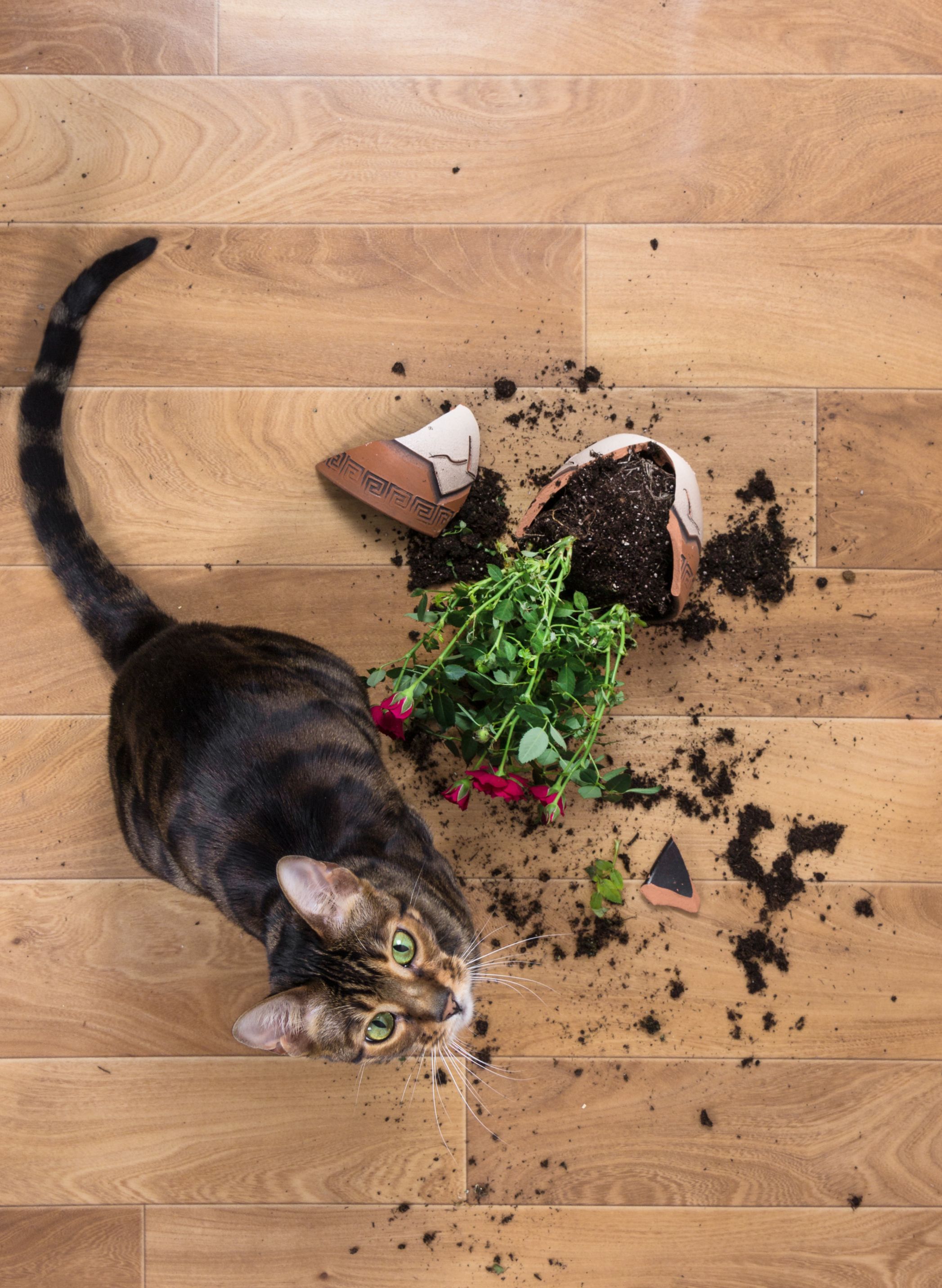 Bengal-type cat looking up into a camera that has taken a photo of the cat sitting next to a broken flower pot on the floor. Presumably the cat has knocked the planter on the floor and looks guilty about it.