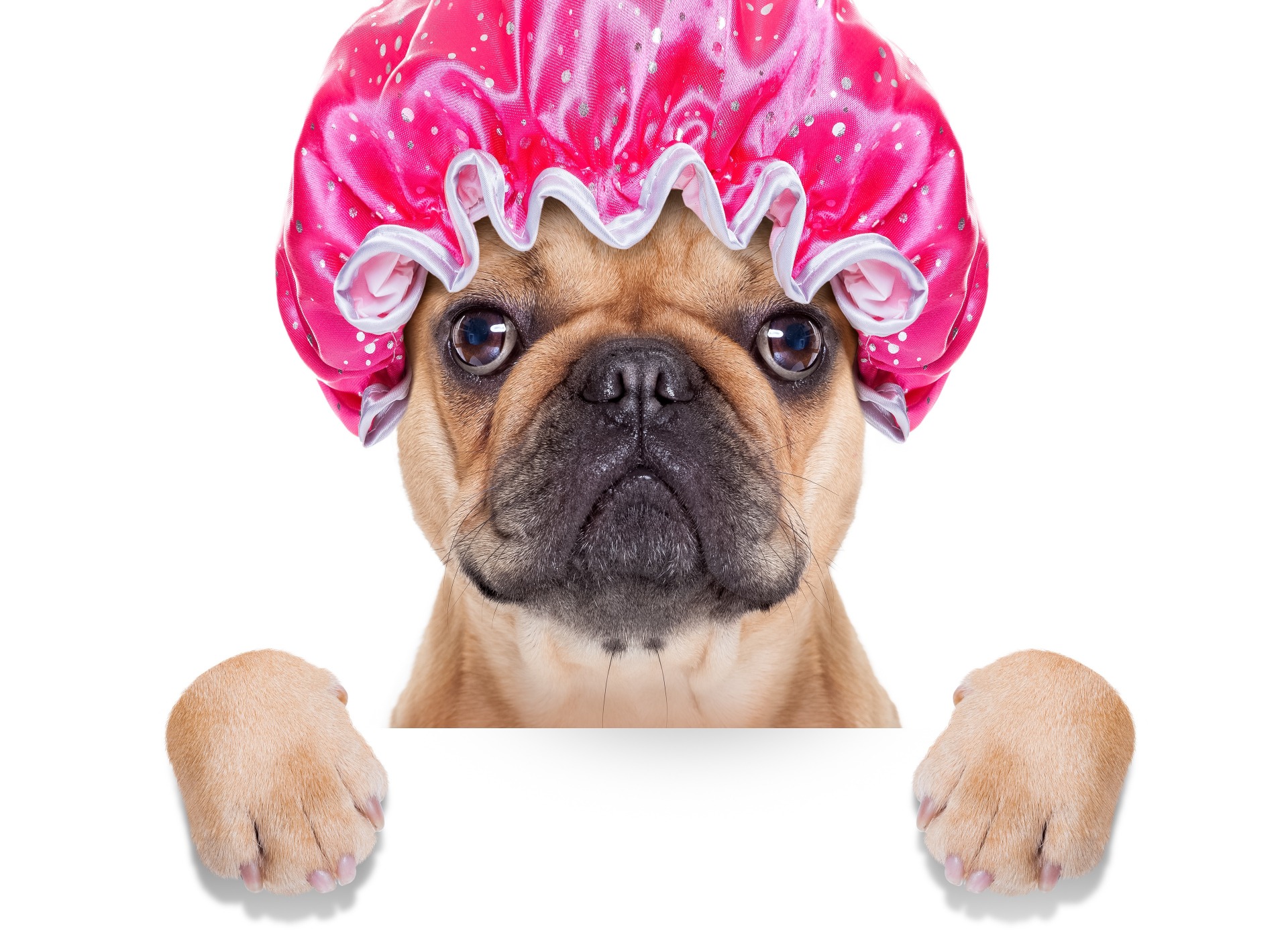 How to groom your French Bulldog - Frenchie Love