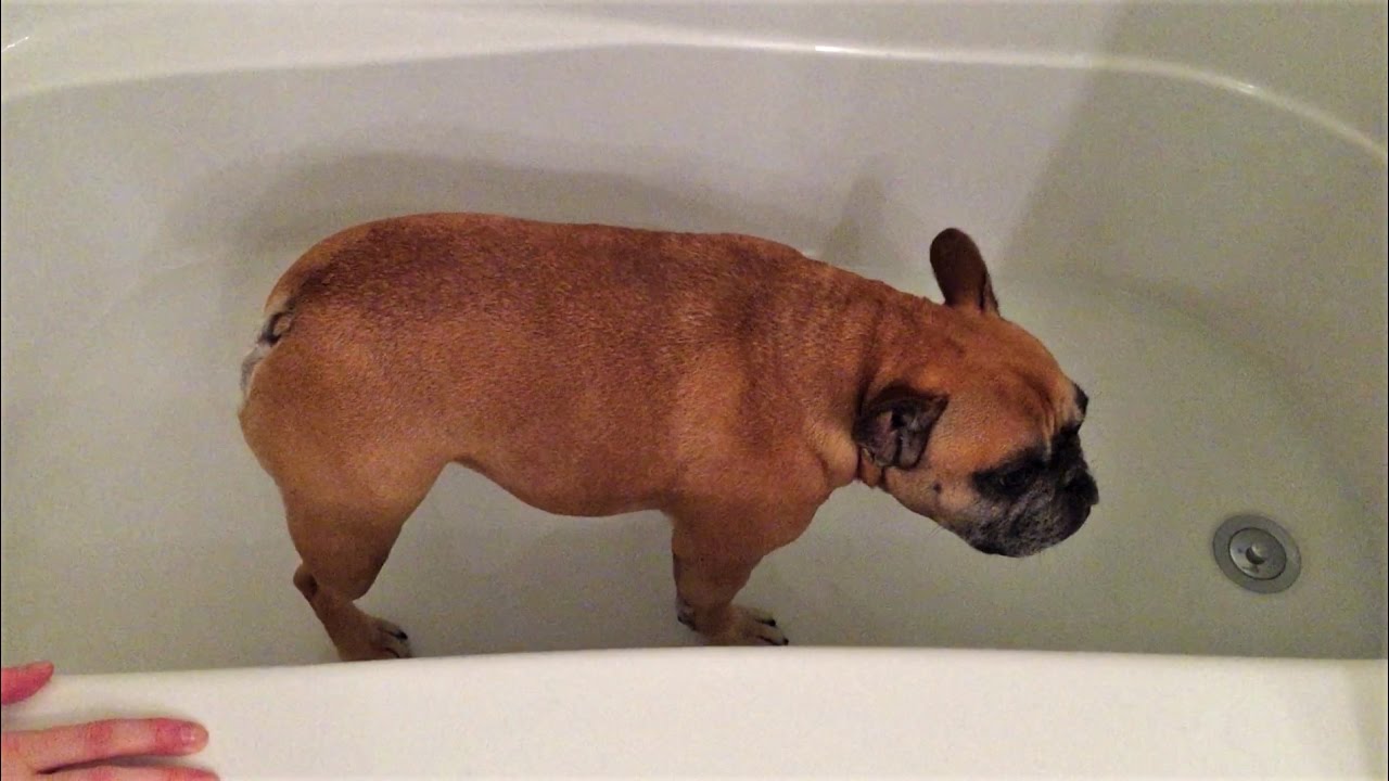 How to groom your French Bulldog - Frenchie Love