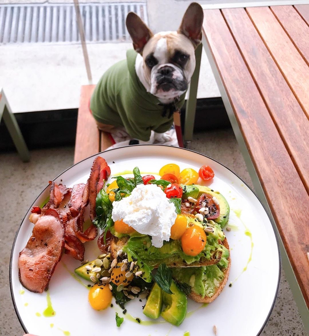 Pet Friendly Restaurants Near Me Breakfast Knocked Up Vlog Photogallery