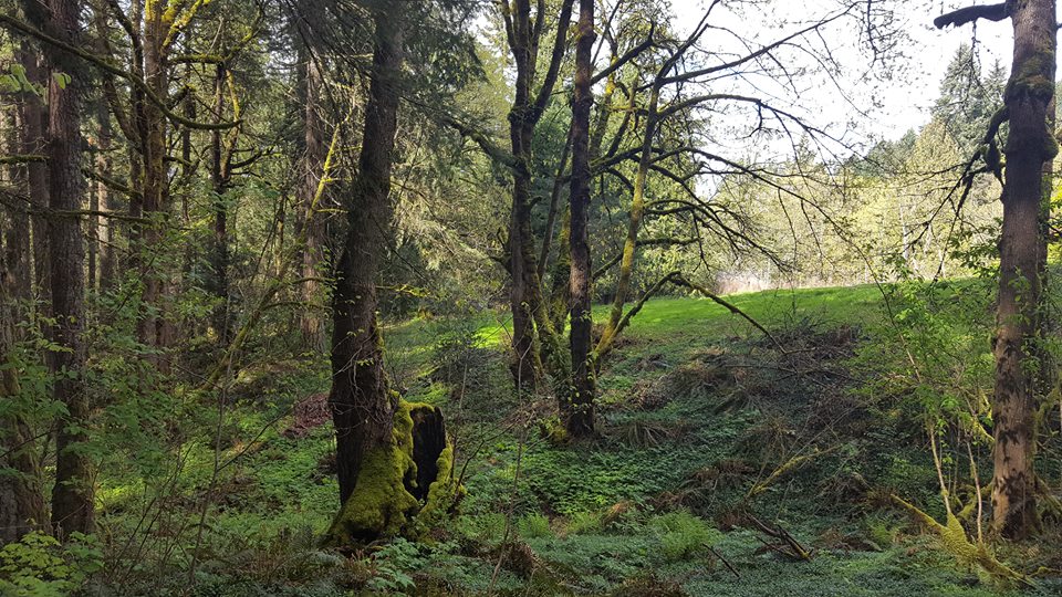 Cedar Dell Forrest Farm