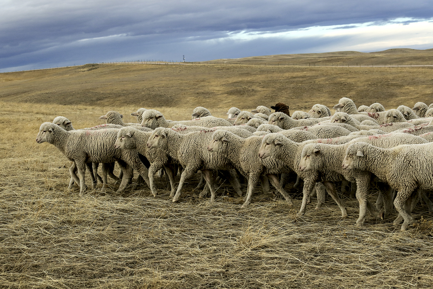 Mountain Meadow Wool Mill 