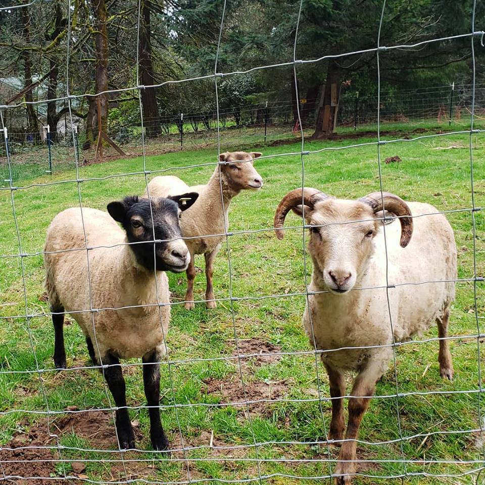 Cedar Dell Forrest Farm