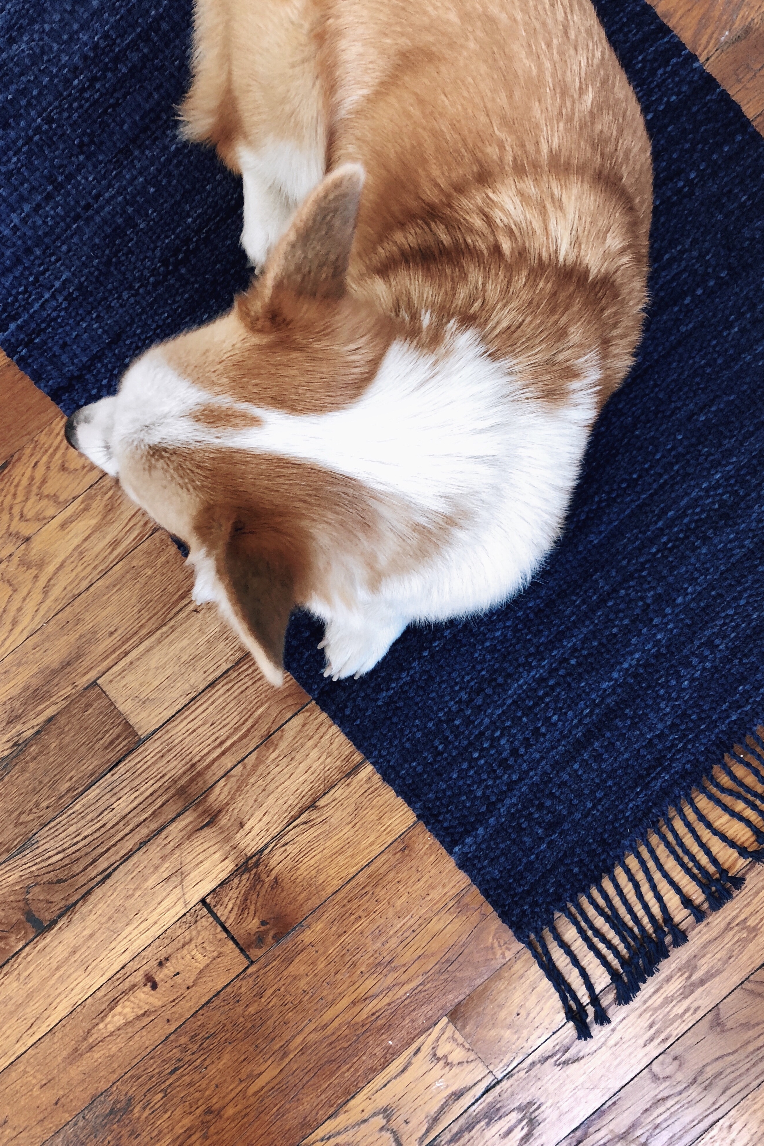 Free Pattern Color and Weave Tea Towels on a Rigid Heddle Loom 