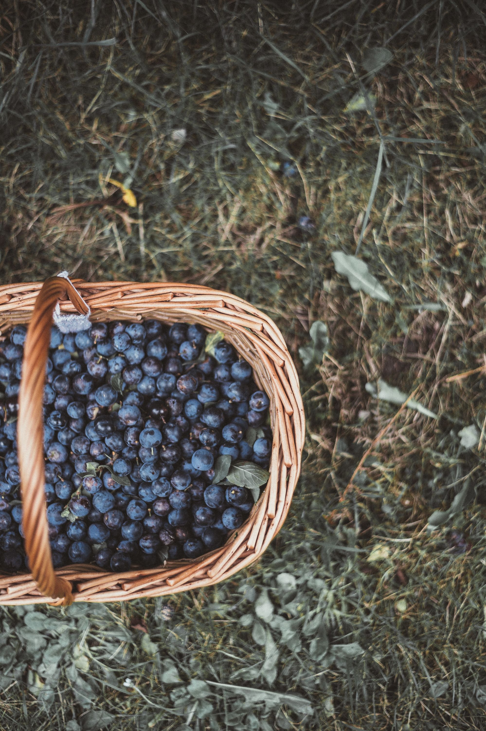 Blaubeeren
