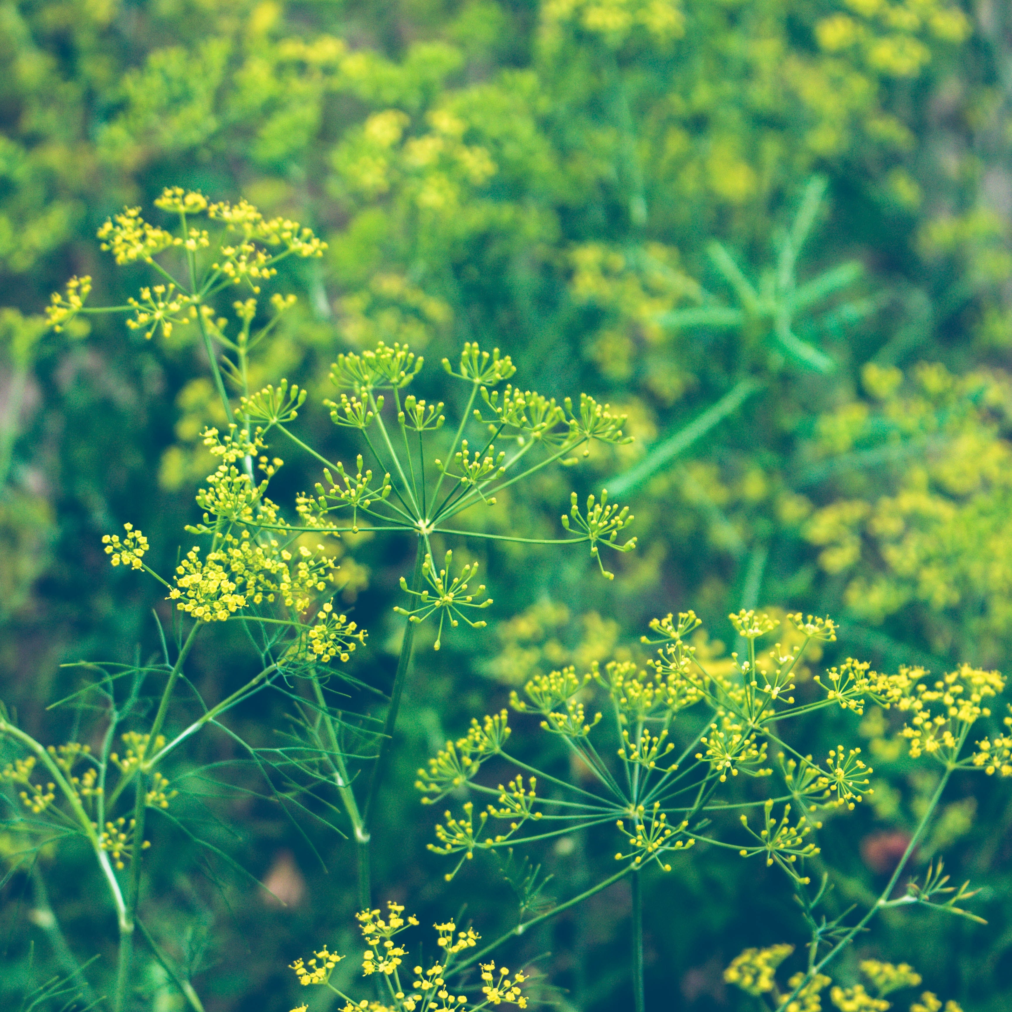 Dill