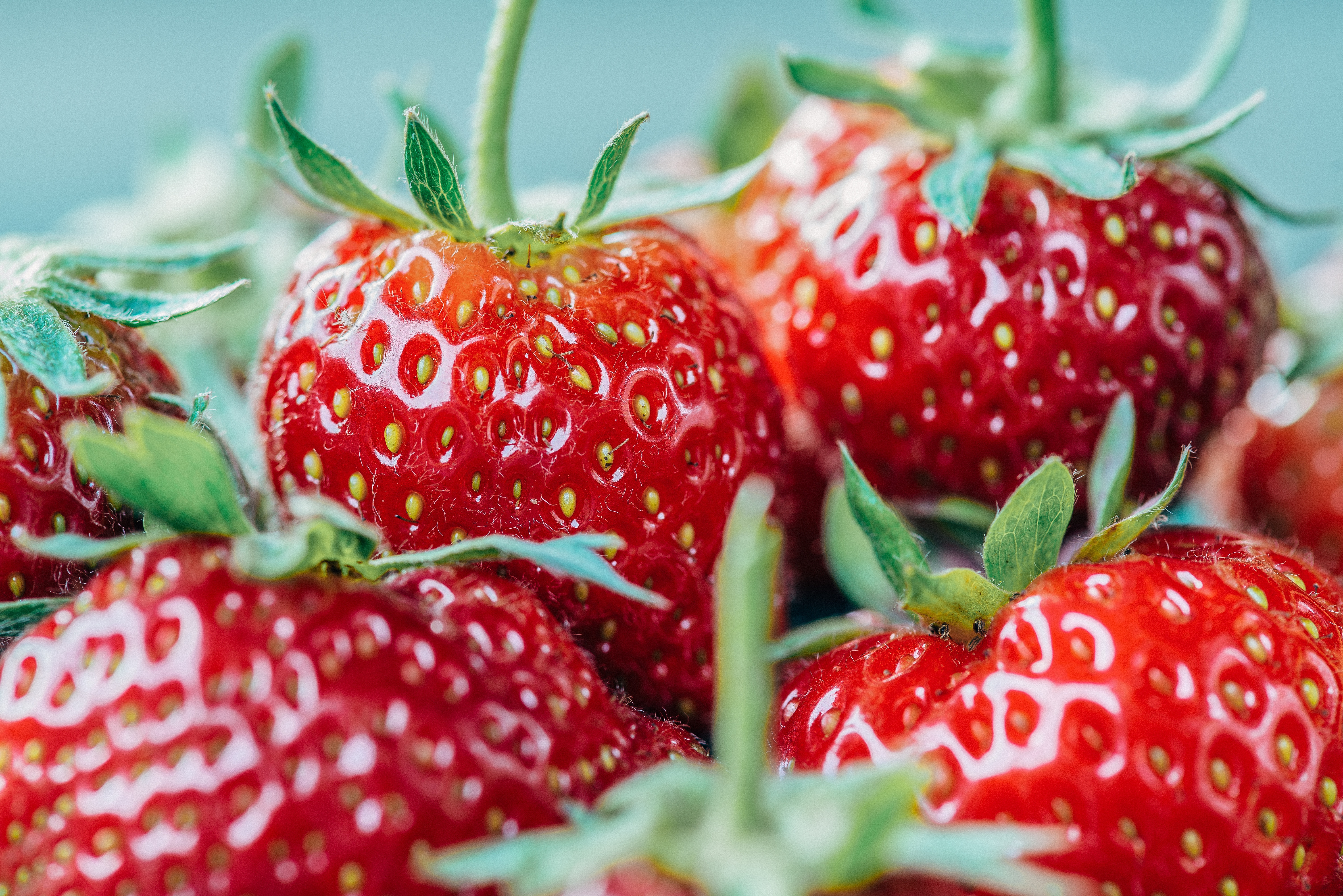 Erdbeeren Großaufnahme