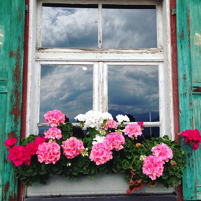 Blumen vor Holzfenster