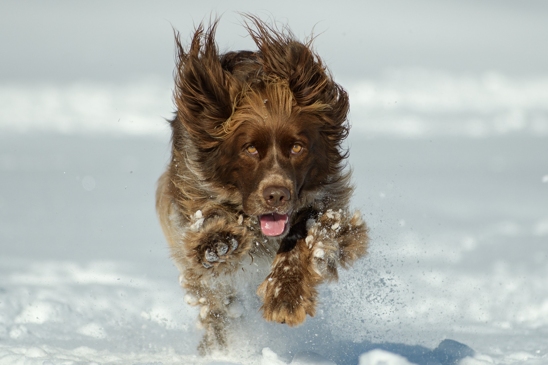 Dogs are SUPER ATHLETES