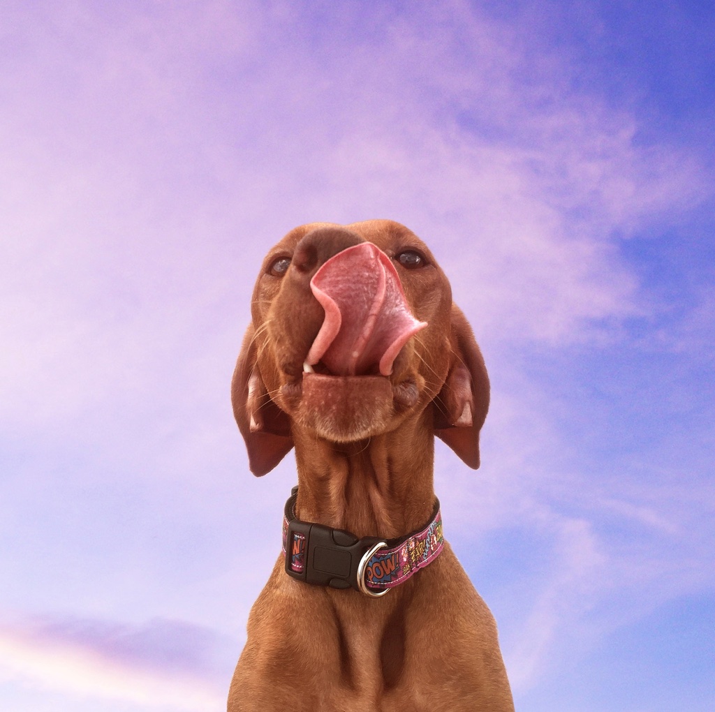 Cali the Vizla