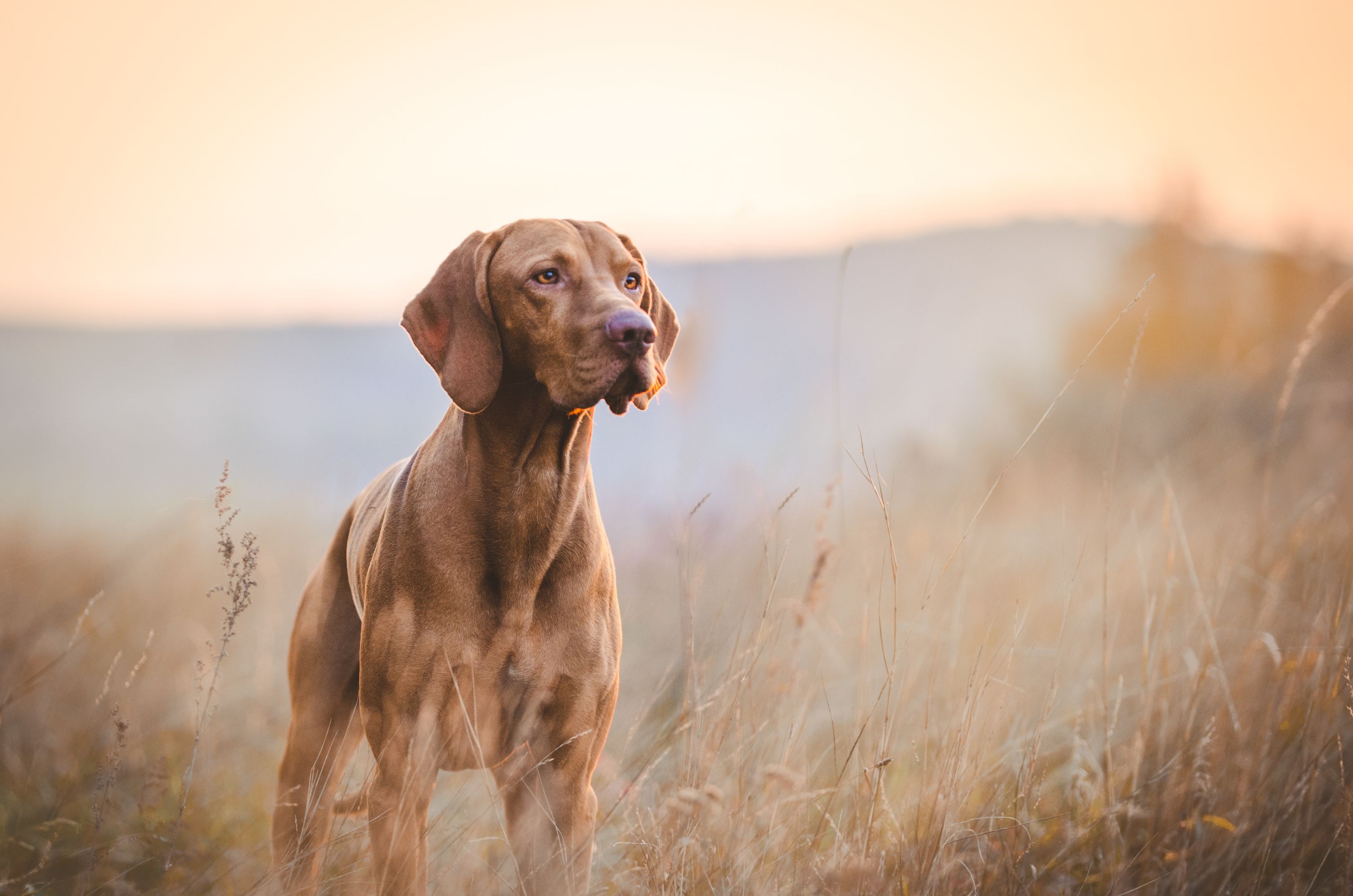 Visionary Pet Keto Vizsla